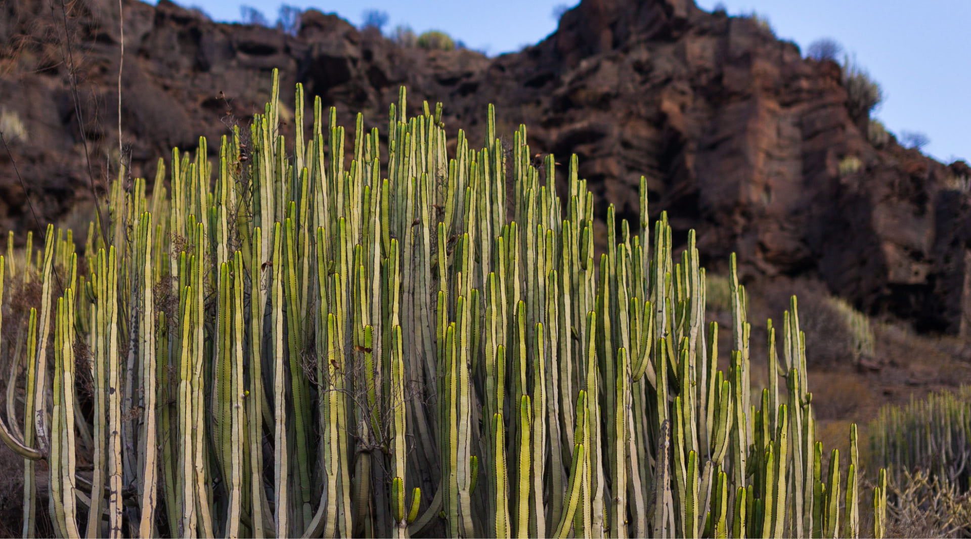 Cardones en Gran Canaria.