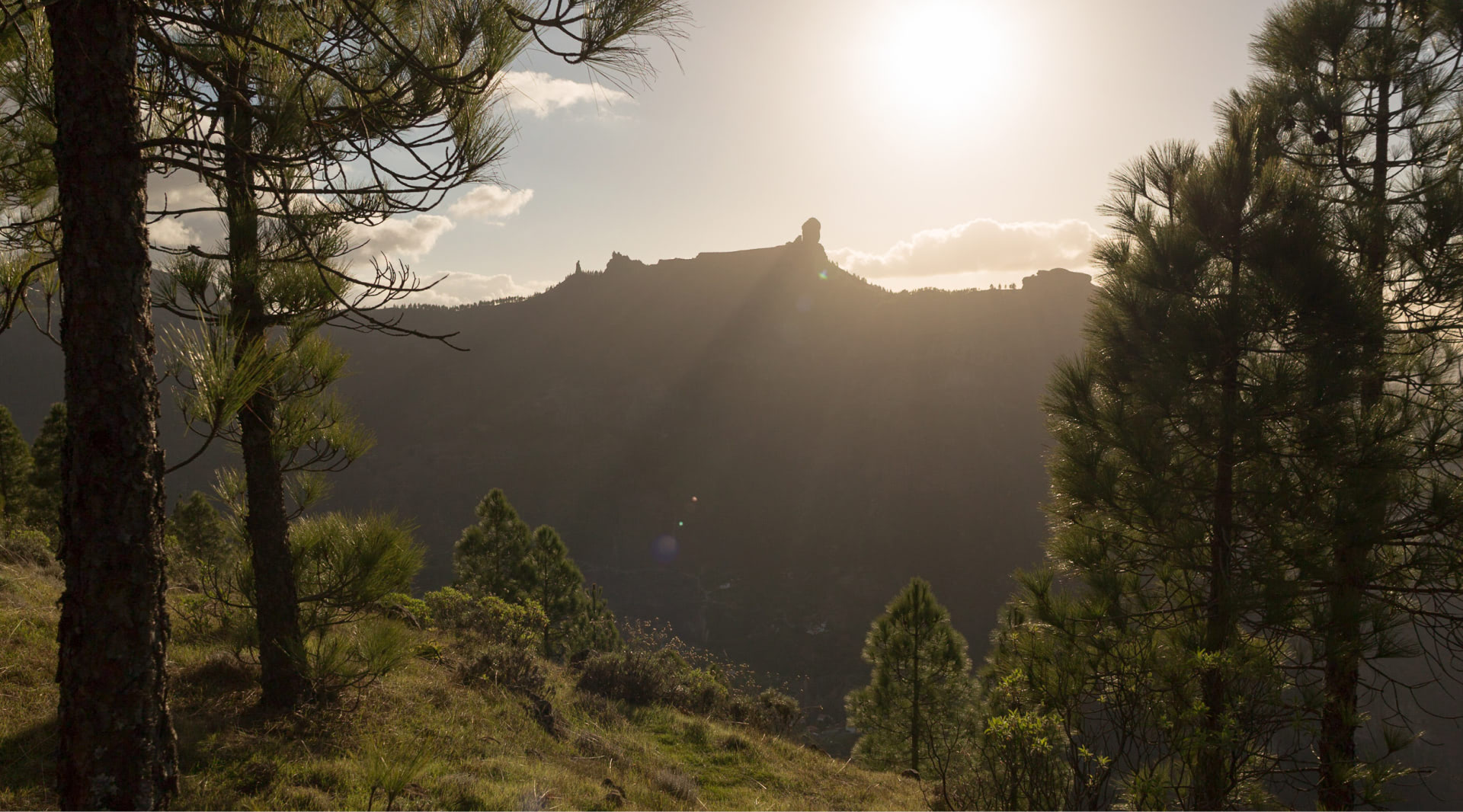 Pinar en Gran Canaria.