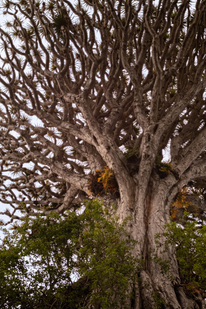 Ejemplar del drago de Gran Canaria.