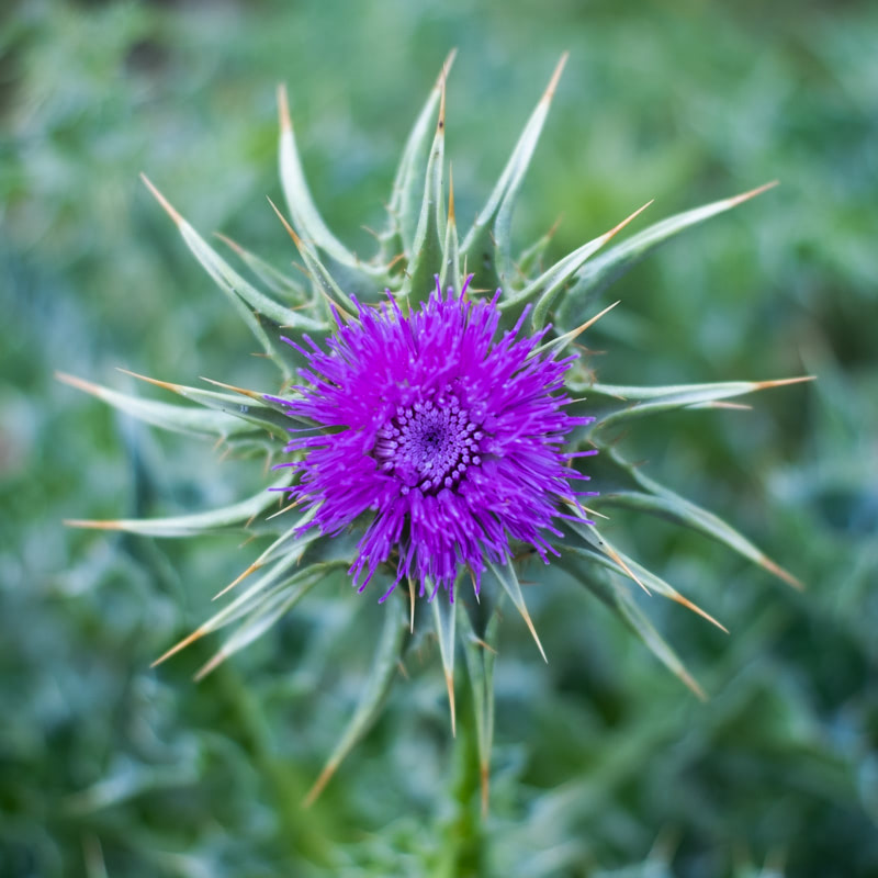 Flor del cardo.