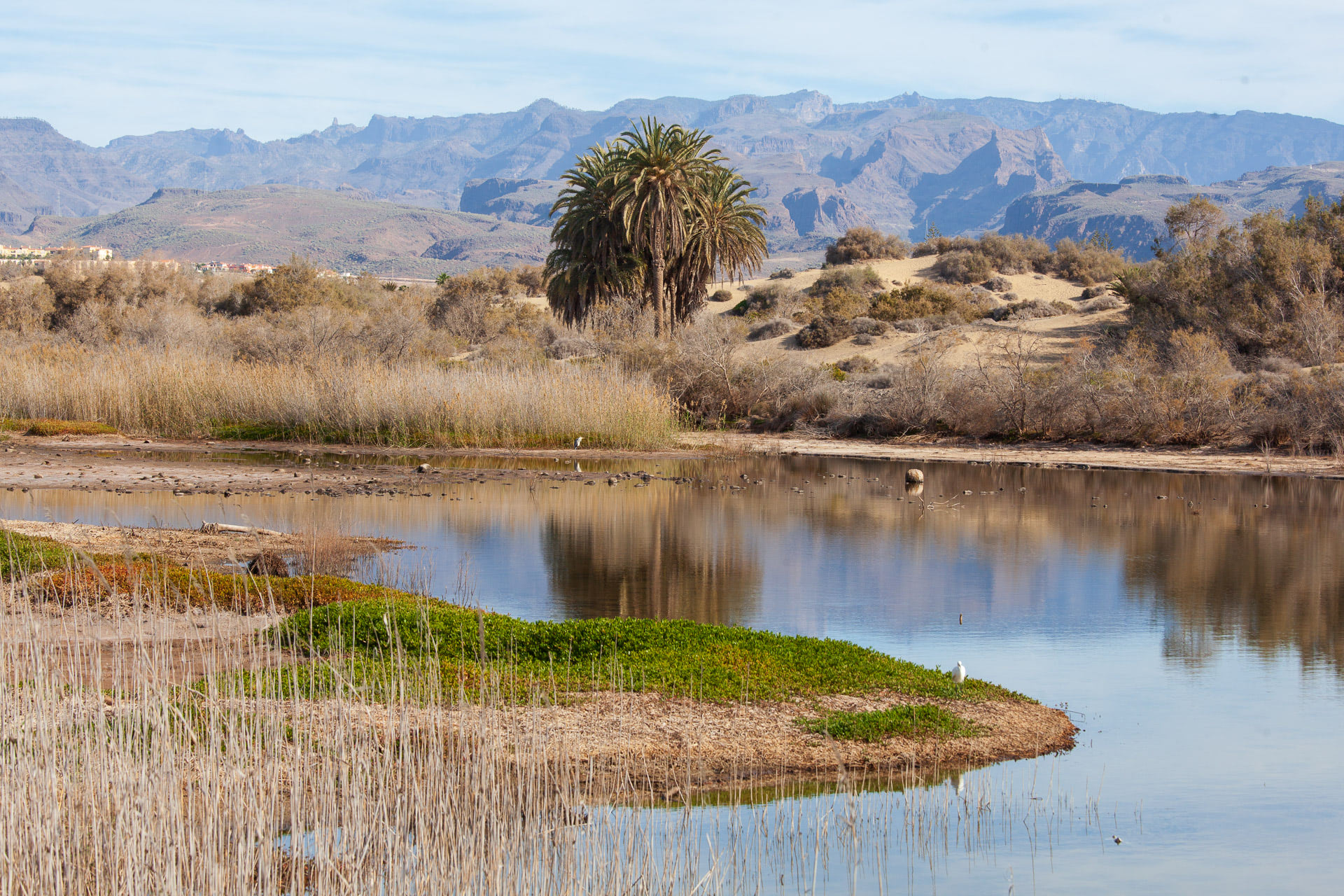 Charca de Maspalomas