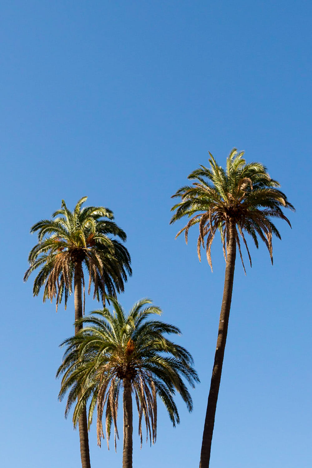 Palmeras canarias.